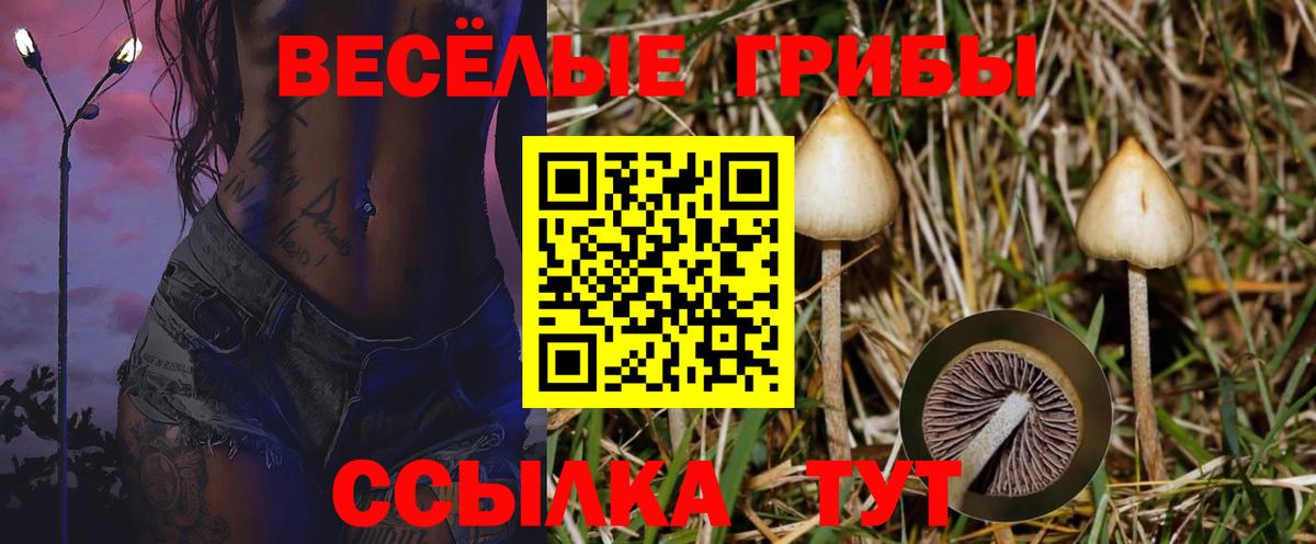 Галлюциногенные грибы Psilocybe  Вход с VPN  Муравленко 